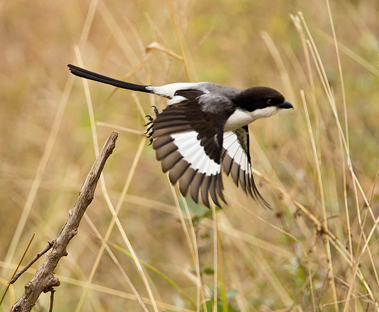 Long Tail Fiscal