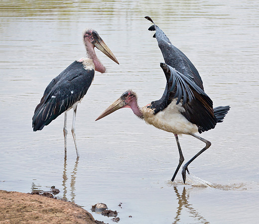 Marabou Storks - Kenya