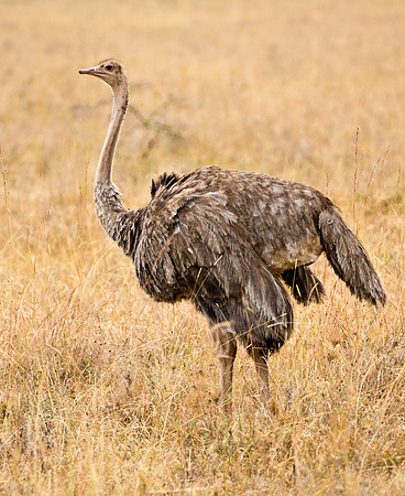 Female Ostrich - Nairobi National Park, Kenya