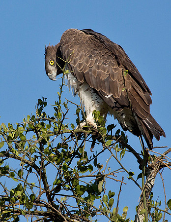 Martial Eagle - Adult