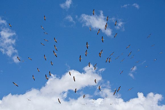 White Pelicans Soaring - Lake Manyara
