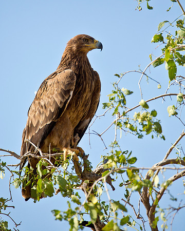 Tawny Eagle - Samburu