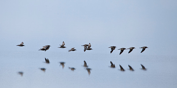 Sandpipers in Flight - Manyara