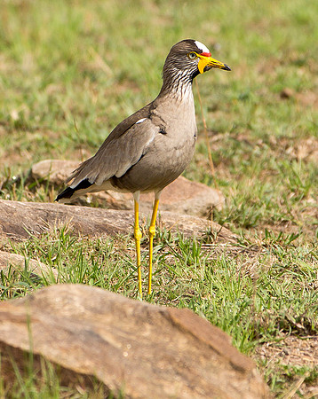 Wattled Lapwing - Lake Manyara, Tanzania