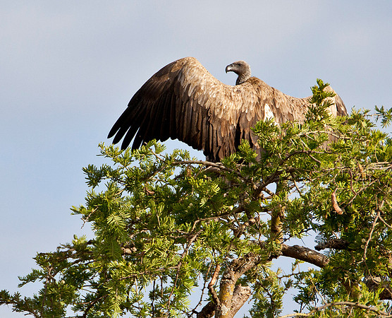 White Back Vulture