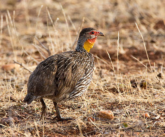 Yellow Necked Francolin