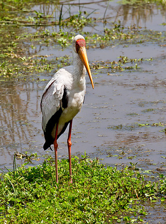 Yellow Bill Stork - Ngorongoro Crater, Tanzania