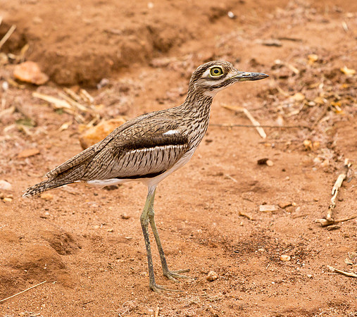 Water Thick-Knee, Tanzania