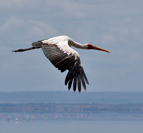 Yellow Bill Stork - Manyara