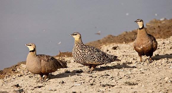 Yellow Throat Sand Grouse