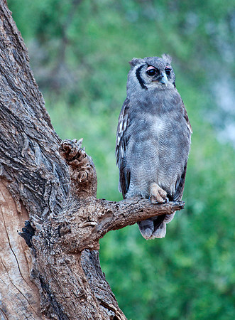Verreaux's Eagle Owl - Samburu