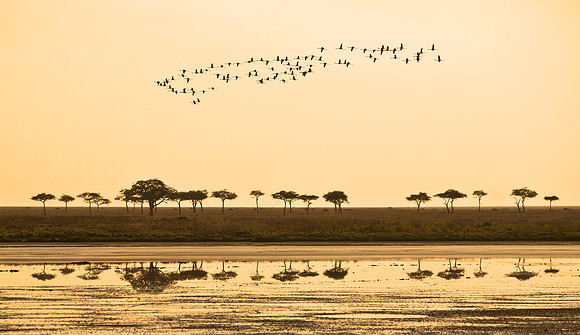 Flamingos at Dusk - Serengeti