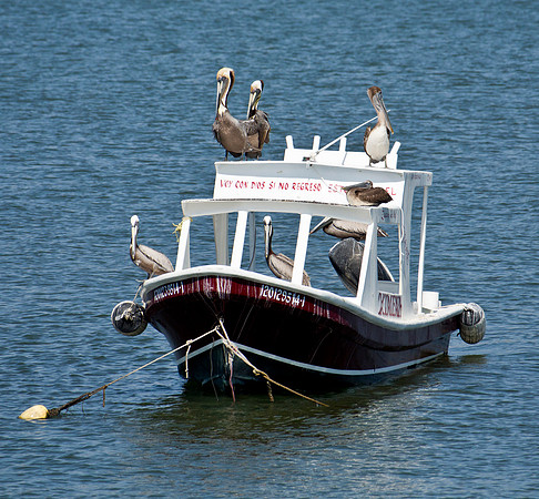 Pelican Ocean Liner