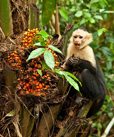 Lunch - White Faced Capuchin