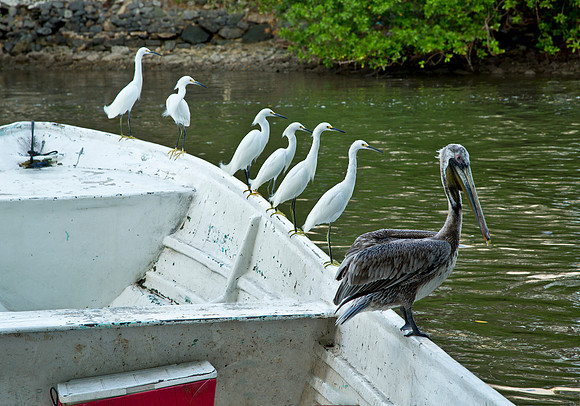 Waiting for Fish Scraps
