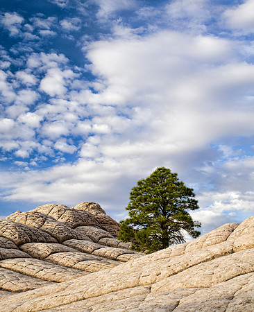 Lone Pine - White Pocket