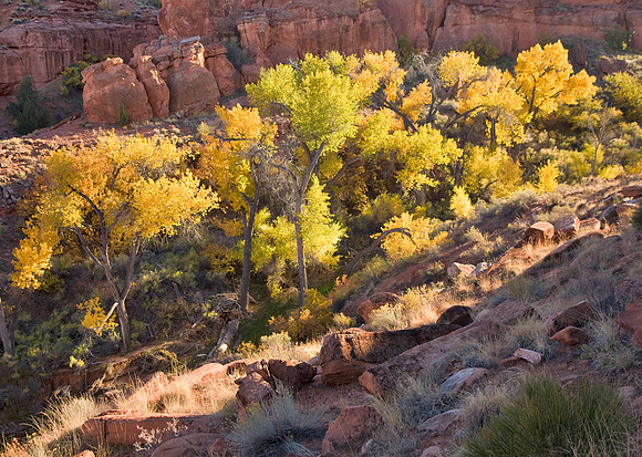 Cottonwoods - Escalante Wilderness