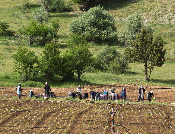 Spring Planting