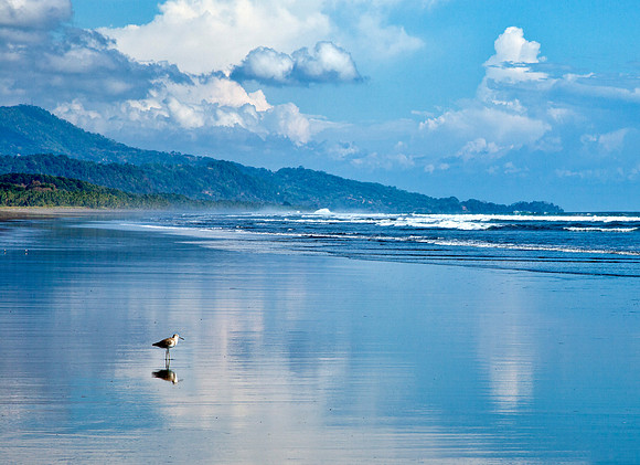 Lone Sandpiper - Puntarenas Coast