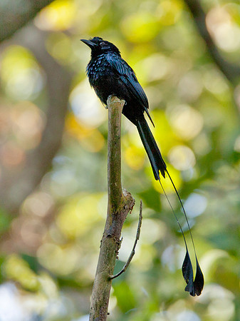 Greater Racket Tailed Drongo - South India