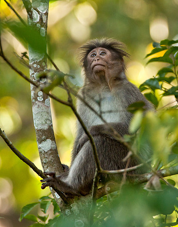 Face in the Forest - Rhesus Macaque