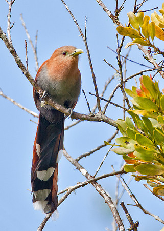 Squirrel Cuckoo - Cloud Forest