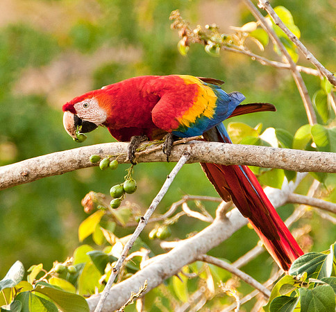Scarlet Macaw II