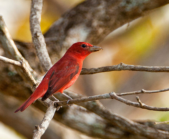Summer Tanager
