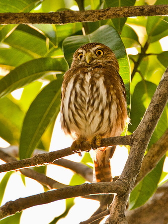 Costa Rican Pygmy Owl
