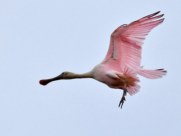 Roseate Spoonbill II