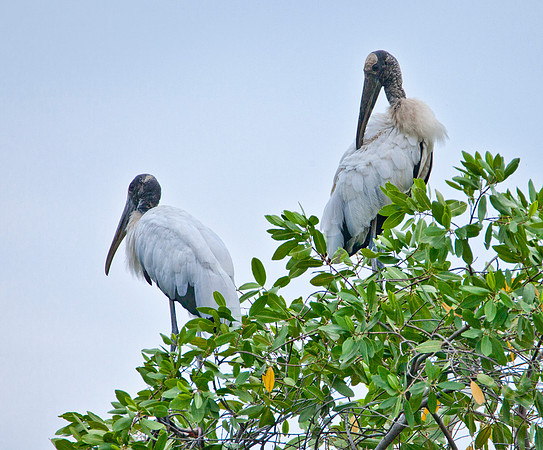 Wood Storks - Guanacaste