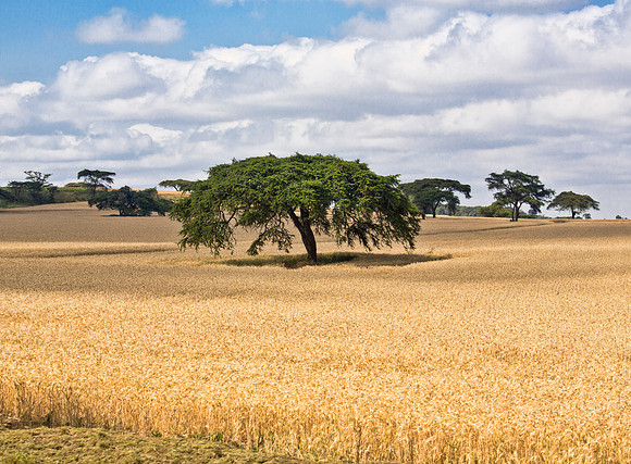 Acacia Tree & Wheat Field - Kenya