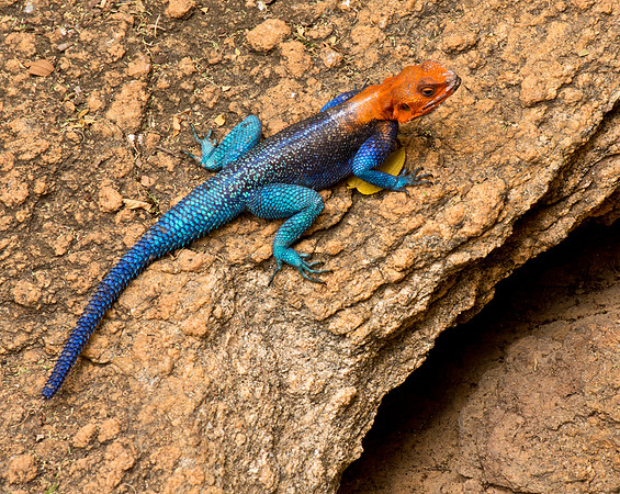 African Redhead Agama