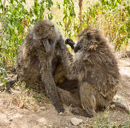 Grooming