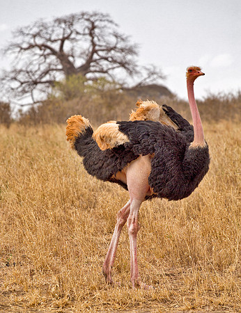 Male Ostrich - Masai Mara