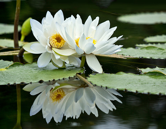White Sunburst