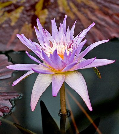 Purple Dream