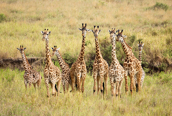 Focus Group - Serengeti