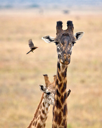 Giraffes & Ox Peckers - Nairobi National Park, Kenya