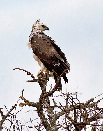 Martial Eagle - Juvenile