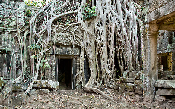 Ta Prohm Temple & Ficus - Angkor Wat, Cambodia