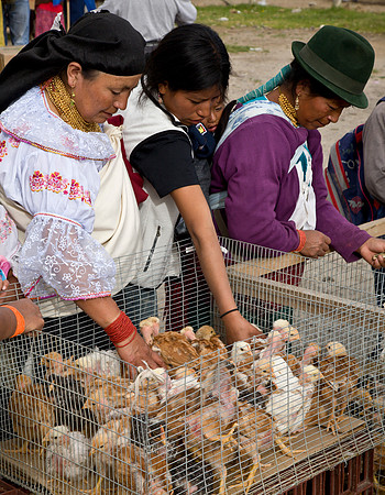 Mercado de los Animales - Otavalo