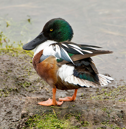Northern Shoveler