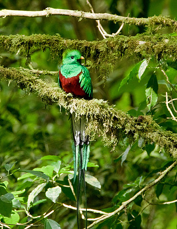 Resplendent Quetzal II