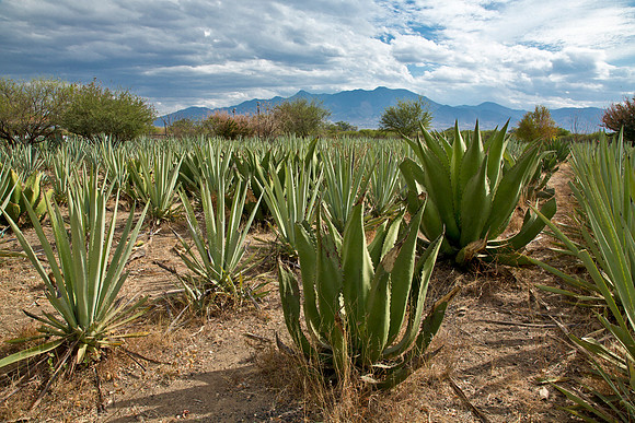 Mezcal Plantation - Southern Mexico