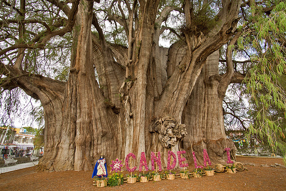 World's Largest (girth) Tree - Santa Maria del Tule