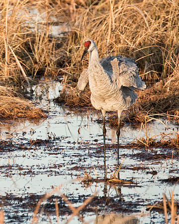 Sandhill Crane - Crex Meadows