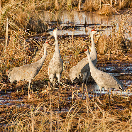 Sandhill Cranes III