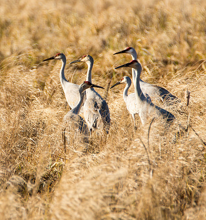 Sandhill Cranes IV