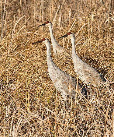 Sandhill Cranes II